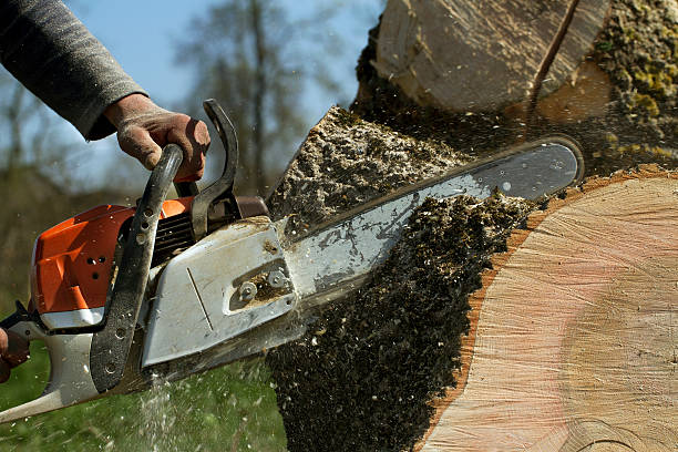 Best Tree Pruning Services  in Kenly, NC